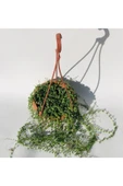 Tesbih Çiçeği (senecio) 80cm-100cm thumbnail 1