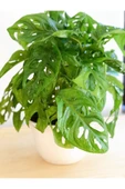 Monstera Adansonii Monkey 35-40 Cm thumbnail 2