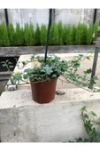 Hedera Sarmaşık 3 Adet thumbnail 4