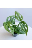 Monstera Adansonii - Deve Tabanı Bitkisi (mini) thumbnail 3