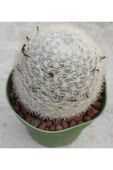 Mammillaria Microthele thumbnail 1
