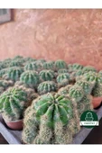 Kaynana Topuzu -echinopsis- Çiçek Açar thumbnail 2