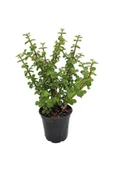 Para Ağacı Bonsai Bitkisi thumbnail 1
