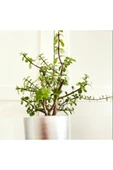 Portulacaria Afra / Para Ağacı Toprak Saksı thumbnail 2
