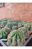 Kaynana Topuzu -echinopsis- Çiçek Açar thumbnail 5