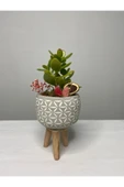 Ayaklı Saksıda Crassula Tasarım - Para Çiçeği thumbnail 1