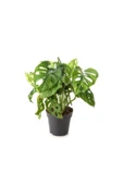 Monstera Adansonii-monkey Mask-ithal-40cm thumbnail 2