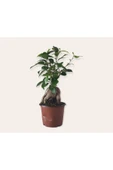 Bonsai ( Ficus Ging Seng) 30 Cm thumbnail 2