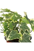 Hedera Helix Saksı Çap 8,5 Cm Mini Ofis Bitkisi Ev Bitkisi thumbnail 2