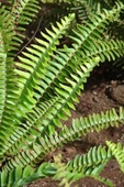 Aşk Merdiveni (20~40 Cm) thumbnail 2