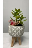 Ayaklı Saksıda Crassula Tasarım - Para Çiçeği thumbnail 2