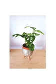 Monstera Adansonii Monkey thumbnail 2