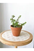 Portulacaria Afra Para Bitkisi thumbnail 1