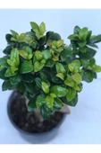 Ficus Bonsai Ithal 500 gr thumbnail 3