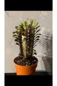 Euphorbia Trigona Rubra thumbnail 2
