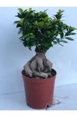 Ficus Bonsai İthal 100 gr thumbnail 1