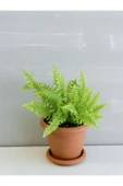35cm Aşk Merdiveni Bitkisi thumbnail 1