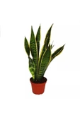 Sanseveria Paşa Kılıcı thumbnail 1