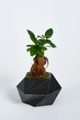 Geo Serisi Black Ficus Bonsai thumbnail 1