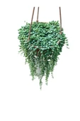 Senecio Rowleyanus - Tesbih Çiçeği thumbnail 2