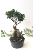Ithal Bonsai Ficus Ginseng 1000gr Gövde thumbnail 2