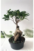 Ithal Bonsai Ficus Ginseng 1000gr Gövde thumbnail 1