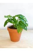 Monstera Adansonii Monkey 15-20 Cm thumbnail 1