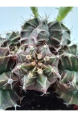 Gymnocalycium Mihanovichii thumbnail 7