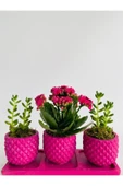 Trio Model Beton Saksıda Kalanchoe Ile Sukulent thumbnail 2