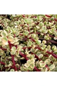 Para Ağacı Yeşim - Portulacaria Afra Variegata thumbnail 2