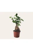 Bonsai ( Ficus Ging Seng) 30 Cm thumbnail 1