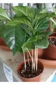 Coffea Arabica-kahve Çiçeği thumbnail 1
