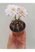 Gymnocalycium Mihanovichii thumbnail 1