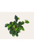 Bonsai ( Ficus Ging Seng) 30 Cm thumbnail 3