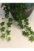 Hedera Helix thumbnail 3