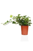 Hedera Helix thumbnail 1
