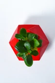 Geo Serisi Red Ficus Bonsai thumbnail 2