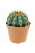 12 cm çap Melo kaktüs Melocactus Matanzanus thumbnail 1