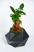 Geo Serisi Black Ficus Bonsai thumbnail 2
