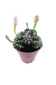 Gymnocalycium Mihanovichii thumbnail 4