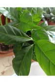 Coffea Arabica-kahve Çiçeği thumbnail 2