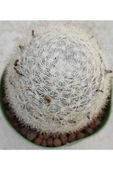 Mammillaria Microthele thumbnail 2