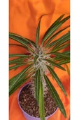 Madagaskar Palmiyesi-15 cm Saksıda thumbnail 2