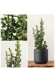 Bonsai Para Ağacı Dekoratif Saksıda Hediyelik thumbnail 1