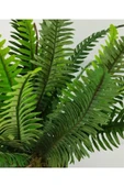 Plastik Saksıda Nephrolepis (Aşk Merdiveni) Bitki 60cm thumbnail 2