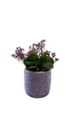 Dekoratif Saksıda Kalanchoe Şenliği thumbnail 1