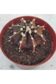 Gymnocalycium Mihanovichii 3 Lü Set thumbnail 2