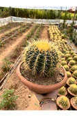 Echinocactus Grusonii 23cm thumbnail 1
