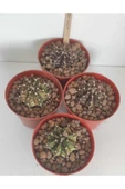 Dörtlü Gymnocalycium Mihanovichii Set thumbnail 1