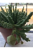 Leş Kaktüsü 10 Cm thumbnail 3